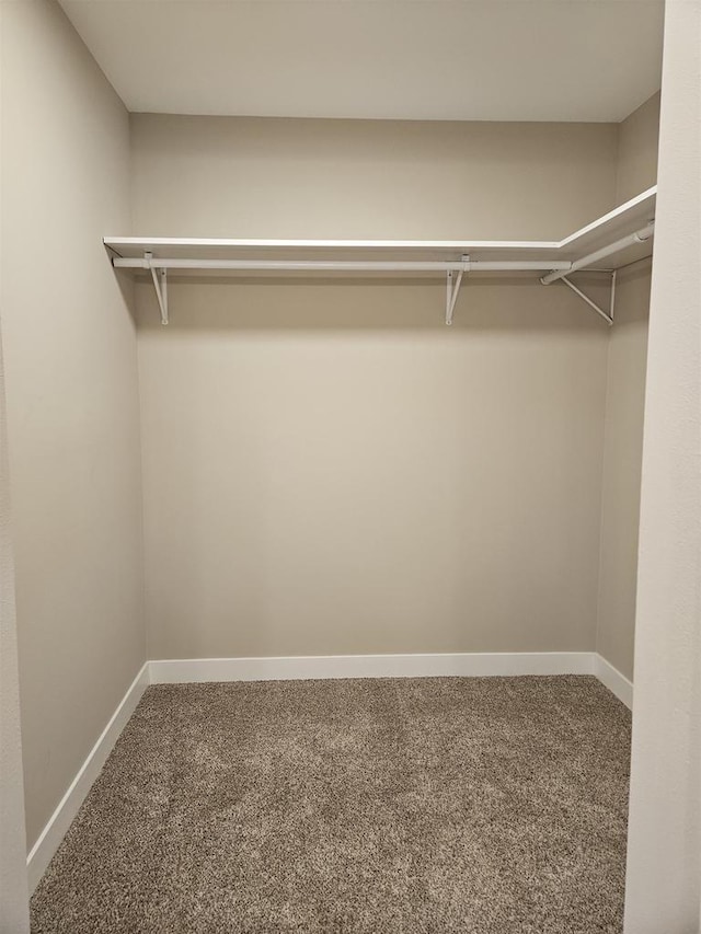 spacious closet featuring carpet flooring