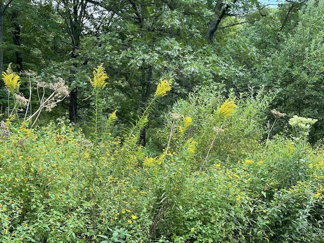 view of local wilderness featuring a wooded view