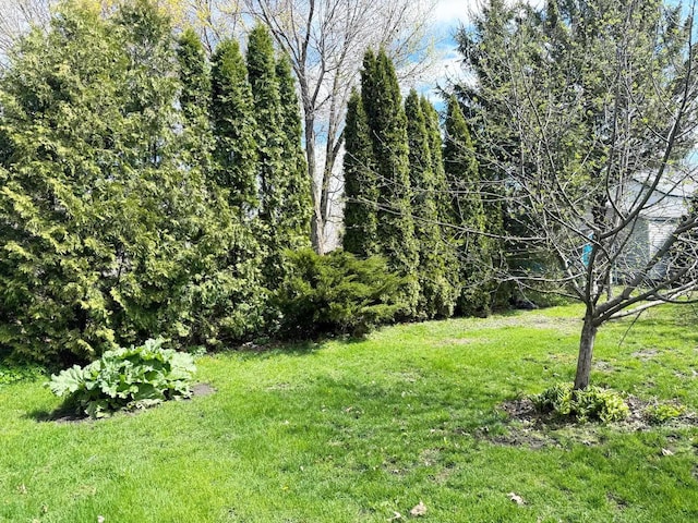 view of yard
