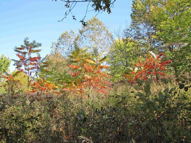 65.61AC Paulus Rd, Spring Green, WI 54588