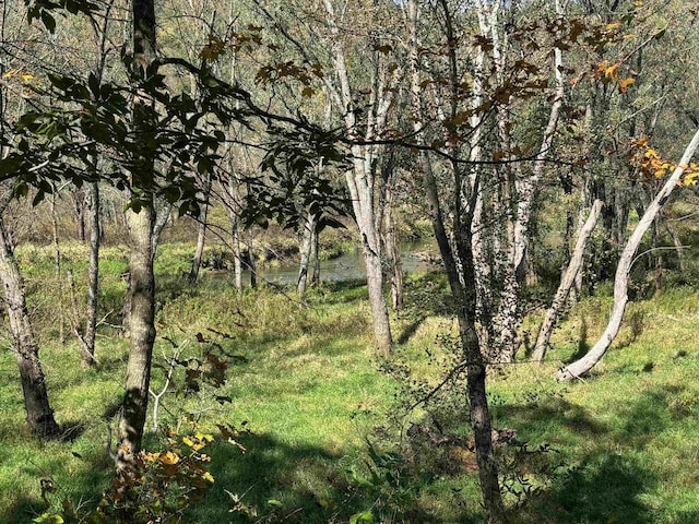 view of tree filled area