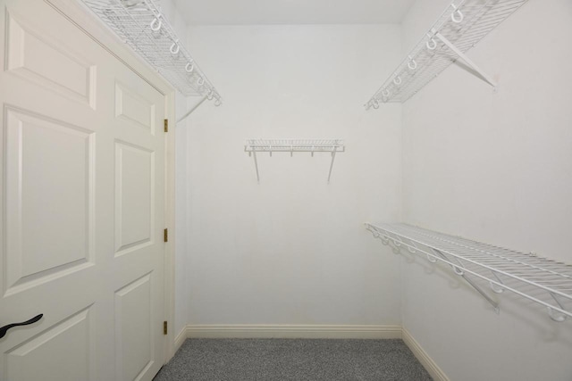spacious closet featuring carpet floors