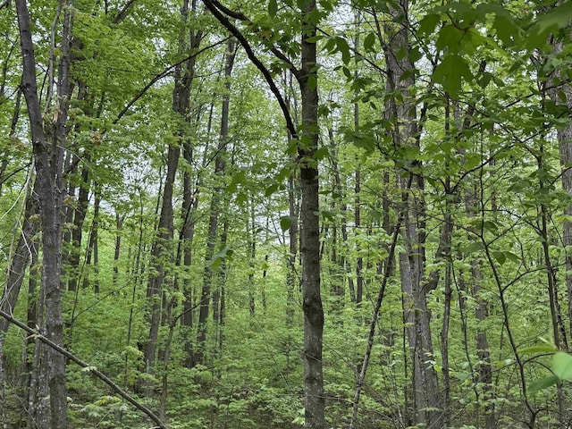 W10550 Hazelgreen Rd, Deerbrook, WI 54424 - view of wooded area