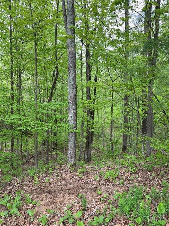 W4670 County Highway F, Springbrook, WI 54875 - view of wooded area