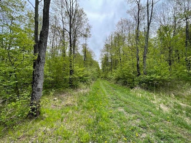 4546 Gold Leaf Ln, Ojibwa, WI 54862 - view of tree filled area