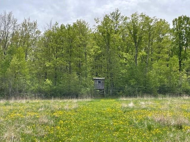 4546 Gold Leaf Ln, Ojibwa, WI 54862 - view of local wilderness
