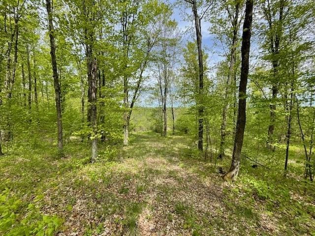 4546 Gold Leaf Ln, Ojibwa, WI 54862 - view of local wilderness
