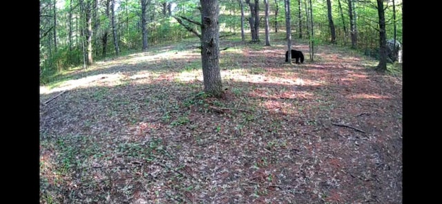 7496 River Rd, Lake Tomahawk, WI 54558 - view of yard featuring a view of trees
