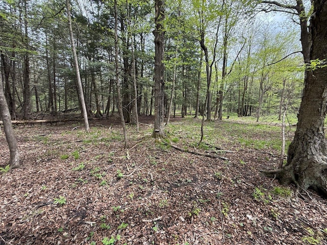 W12574 US Highway 45, Marion, WI 54950 - view of tree filled area