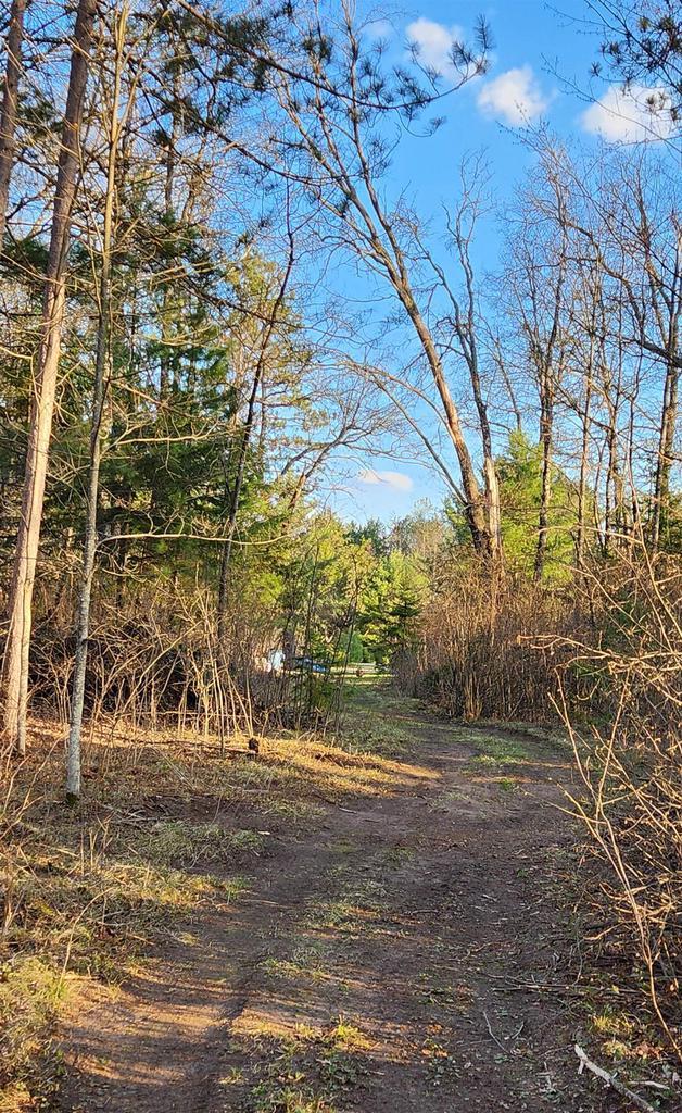 W8666 County Rd K, Elcho, WI 54428 - view of yard featuring a forest view