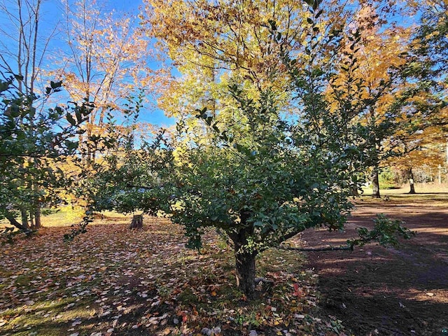 37375 E Bresette Hill Rd, Bayfield, WI 54814 - view of undeveloped land