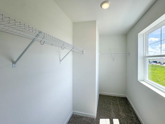 509 Oak Opening Dr, Stoughton, WI 53589 - walk in closet featuring carpet floors