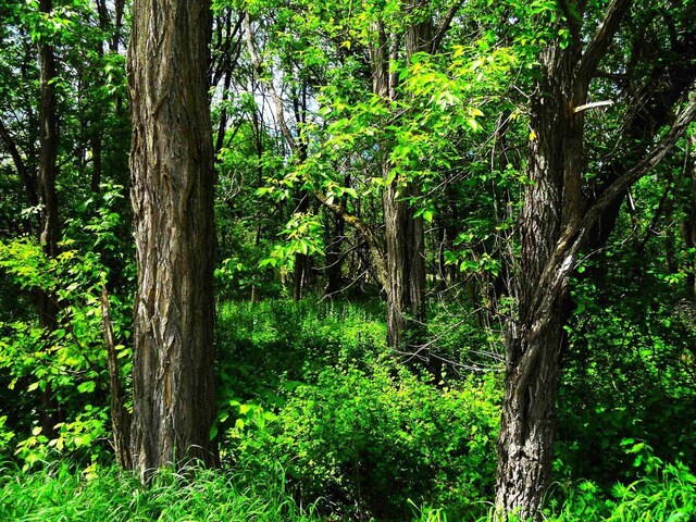 1129 Ember Dr, Adams, WI 53910 - view of wooded area
