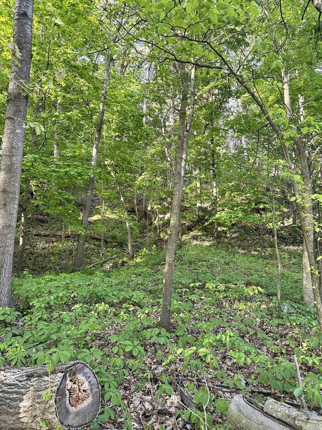 N2224 Wafle Rd, Mauston, WI 53948 - view of wooded area