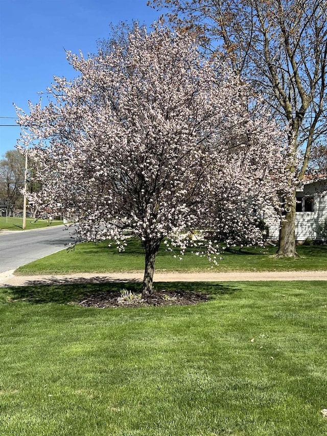 904 S Hamlin St, Shawano, WI 54166 - view of front of property featuring a front lawn
