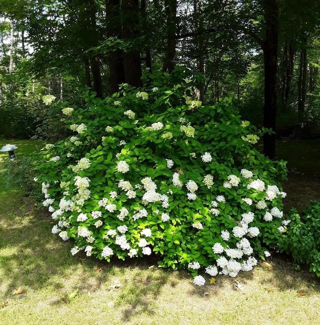 7102 Fire Tower Rd, Rhinelander, WI 54501 - view of yard