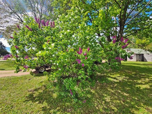 5183 2nd Ave, Pittsville, WI 54466 - view of green lawn