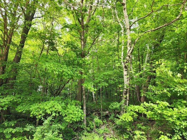 1561 240th Ave, Luck, WI 54853 - view of wooded area