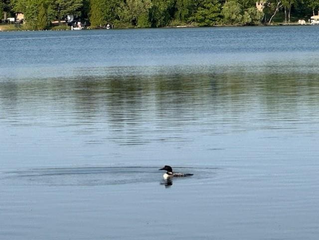 3155 W Lake Helen Dr, Rosholt, WI 54473 - water view