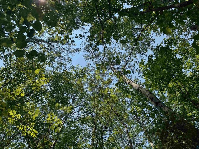 40ACRESON Erkkila Rd, Brule, WI 54820