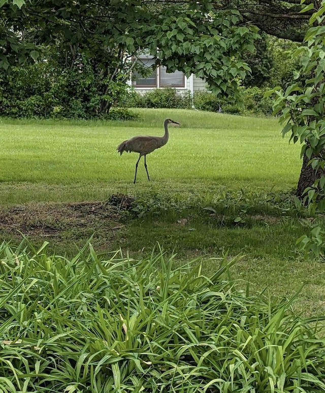 1230 N Westfield Rd, Madison, WI 53717 - view of green lawn