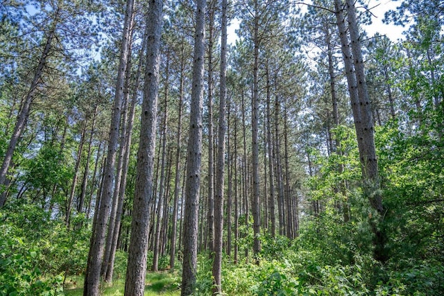 W5671 8th St, Necedah, WI 54646 - view of woods