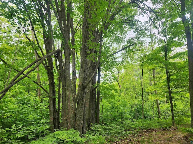36805 N County Highway J, Bayfield, WI 54814 - view of tree filled area