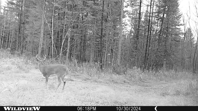76557 Deringer Rd, Glidden, WI 54527 - view of undeveloped land