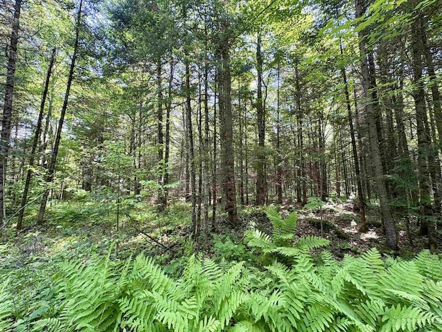 76557 Deringer Rd, Glidden, WI 54527 - view of woods