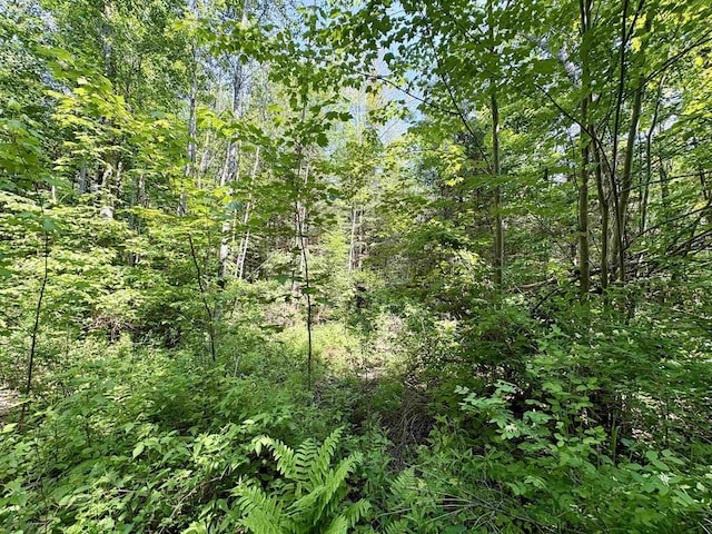 76557 Deringer Rd, Glidden, WI 54527 - view of wooded area