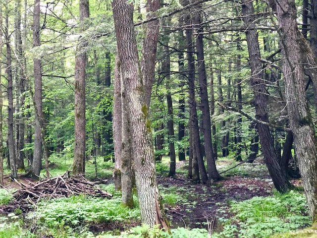 W15036 Poachers Run Ln, Athelstane, WI 54101 - view of woods