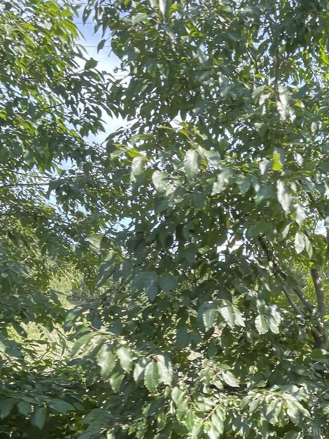 2685 Dearing Ford Rd, Altavista, VA 24517 - view of local wilderness