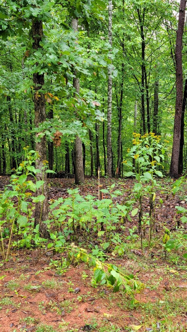 25 Gap Bridge Rd, Moneta, VA 24121