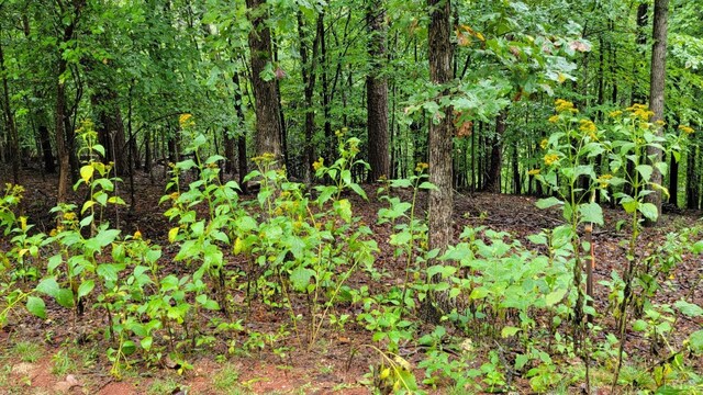 25 Gap Bridge Rd, Moneta, VA 24121