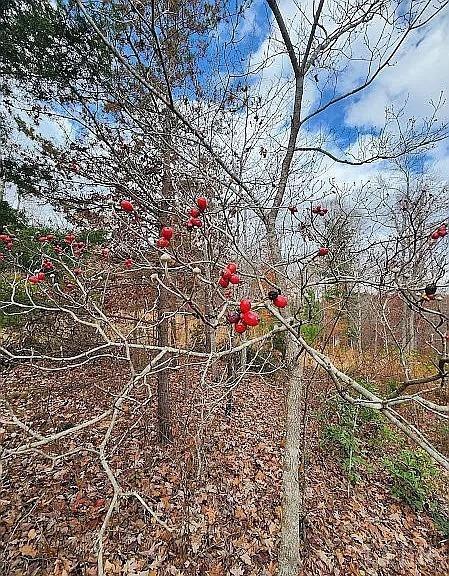 3171 Earley Farm Rd, Madison Heights, VA 24572 - photo 10