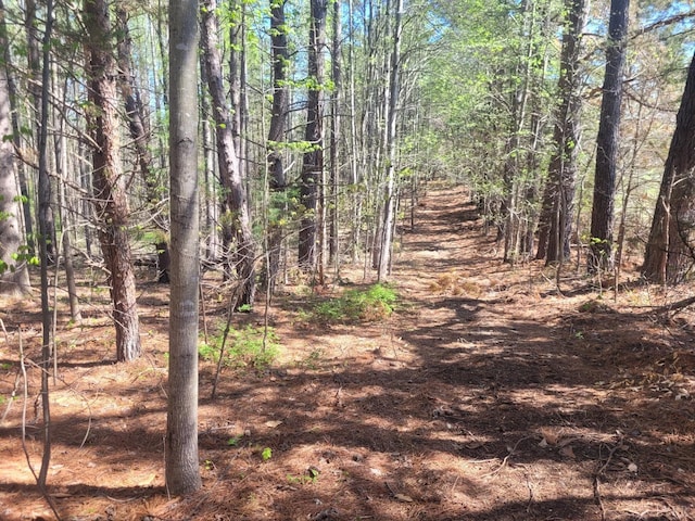 view of local wilderness