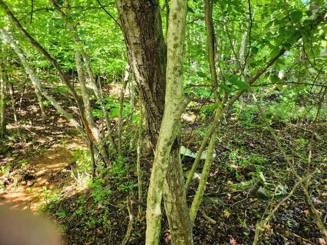Listing photo 8 - caption unavailable