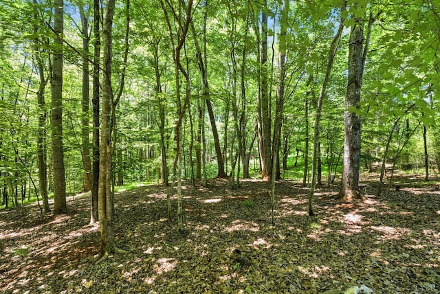 239 Briarcliff Ln, Madison Heights, VA 24572 - view of local wilderness