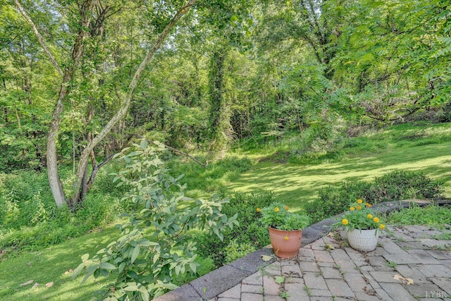 519 Belvedere St, Lynchburg, VA 24503 - view of green lawn featuring a patio area and a view of trees