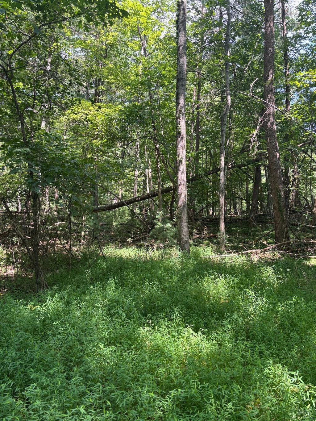 0 Cheatham Rd, Monroe, VA 24574