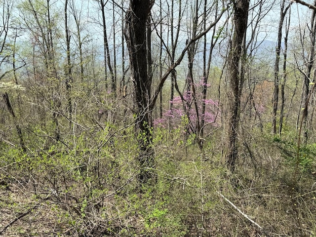 0 Murray Hollow Rd, Thaxton, VA 24174 - photo 10
