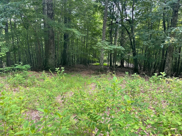 0 Hickory Falls Rd, Blue Ridge, VA 24064 - photo 7