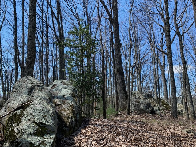 4750 Laws Rd, Del Rio, TN 37727 - view of undeveloped land