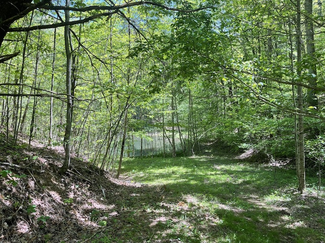 4750 Laws Rd, Del Rio, TN 37727 - view of tree filled area