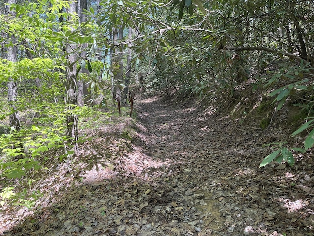 4750 Laws Rd, Del Rio, TN 37727 - view of nature