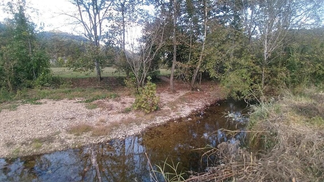 view of local wilderness