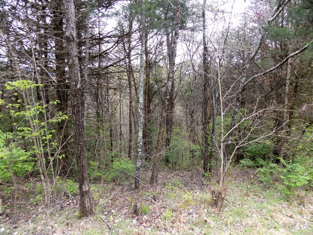 PAR067.14 Alpha Rd, Newport, TN 37821 - photo 6