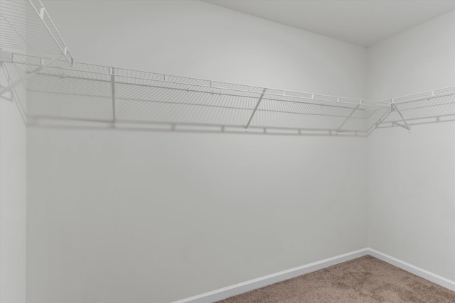 spacious closet featuring carpet