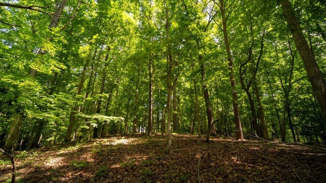811 Harrison Ferry Rd, White Pine, TN 37890 - photo 12