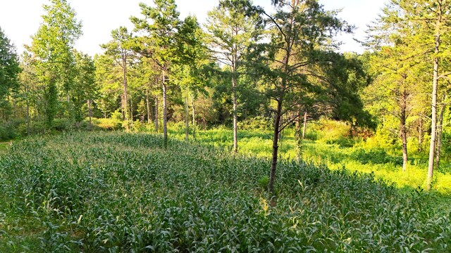 LOT17 Pleasant View Cemetary Rd, New Market, TN 37820 - photo 15